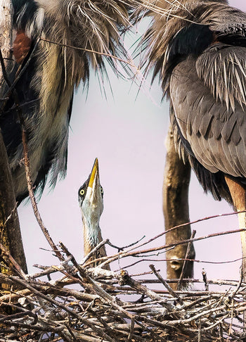 Canvastavla - Herons Den