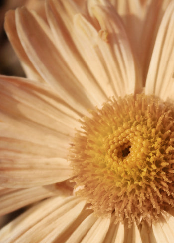 Canvastavla - Morifolium