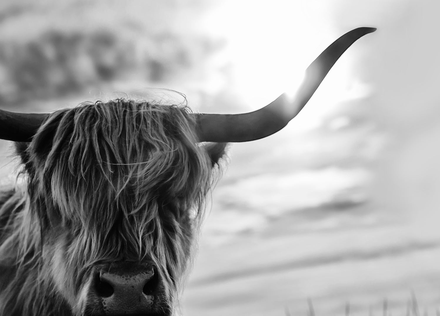 Canvastavla - Scottish Long