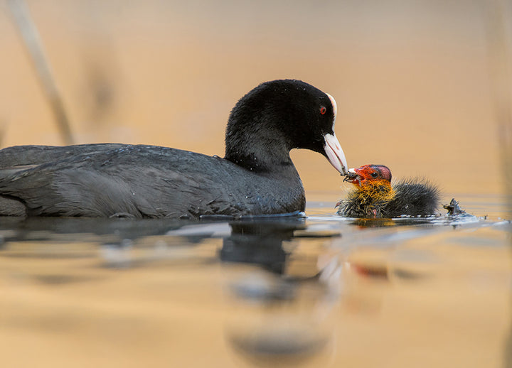 Poster - Motherhood