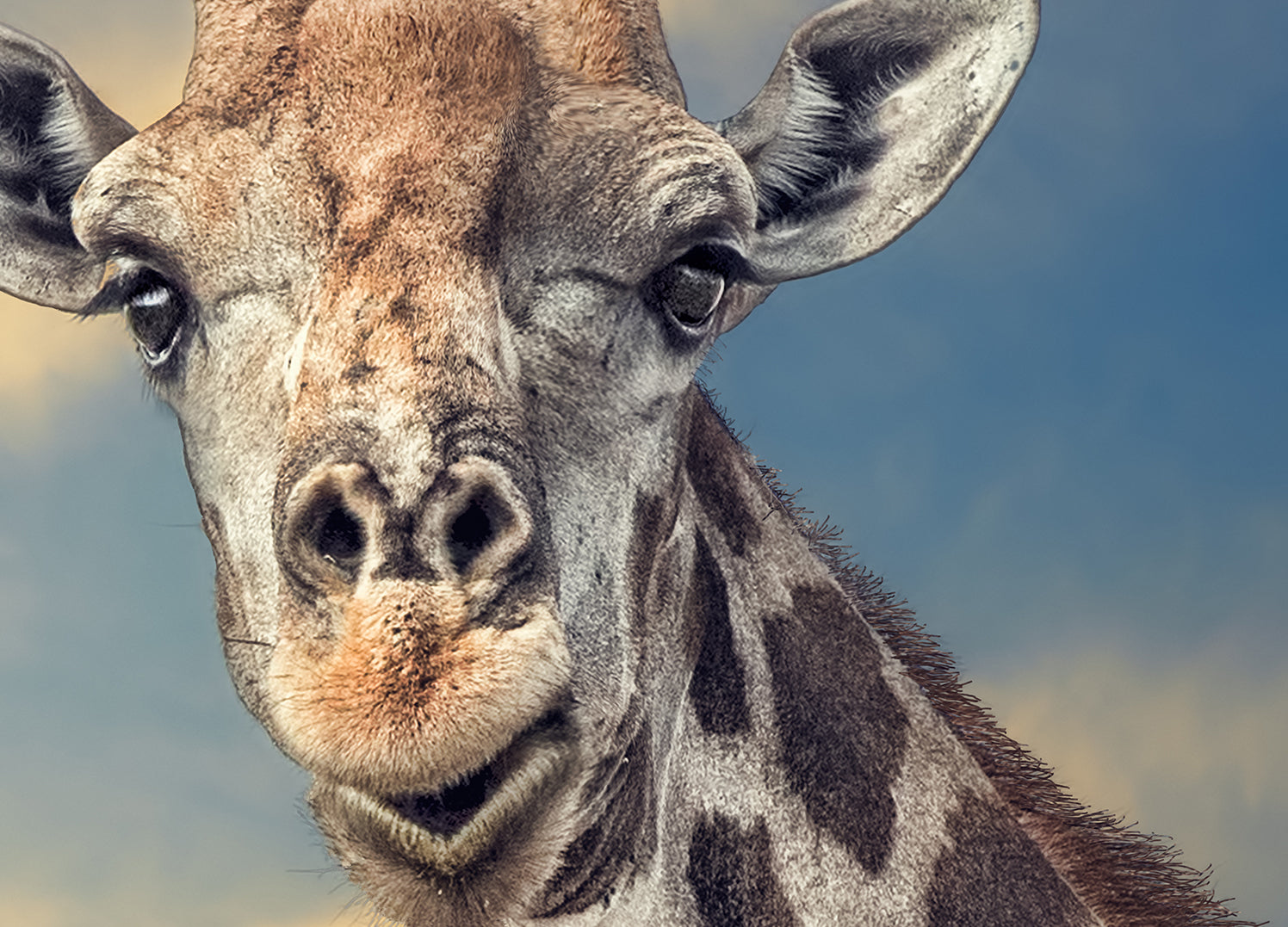 Ljuddämpande tavla - Giraff