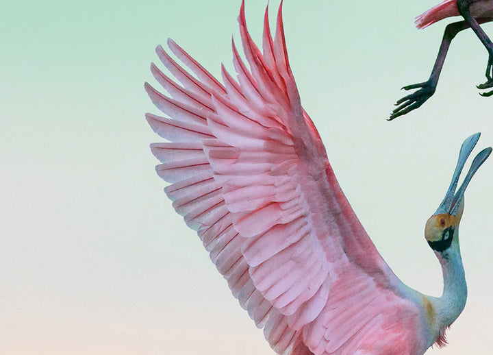 Ljuddämpande tavla - Roseate Spoonbills Den