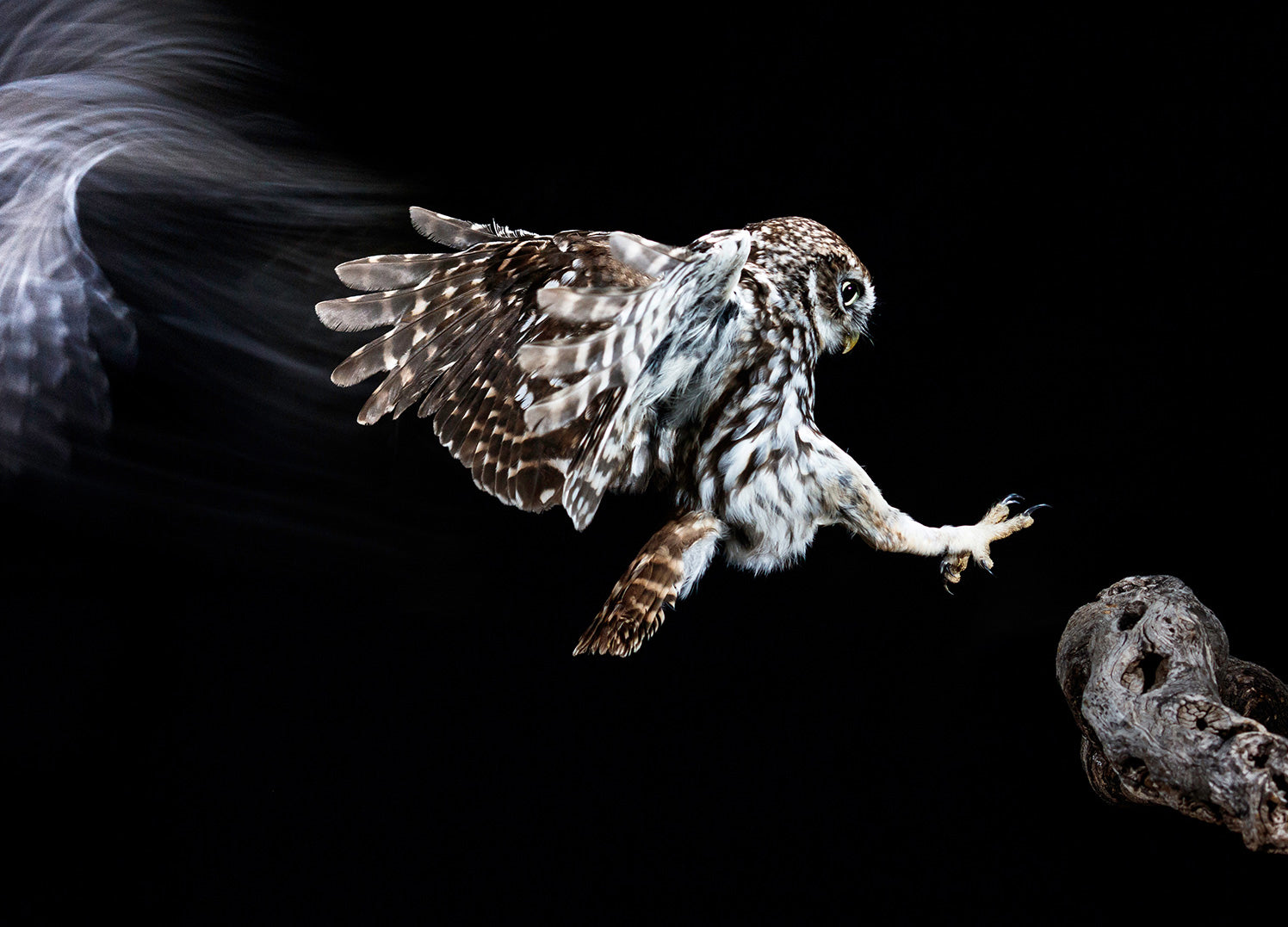Ljuddämpande tavla - Hunt