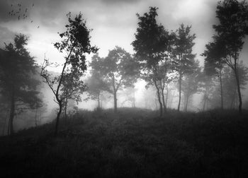 Ljuddämpande tavla - Ethereal Moody Moments
