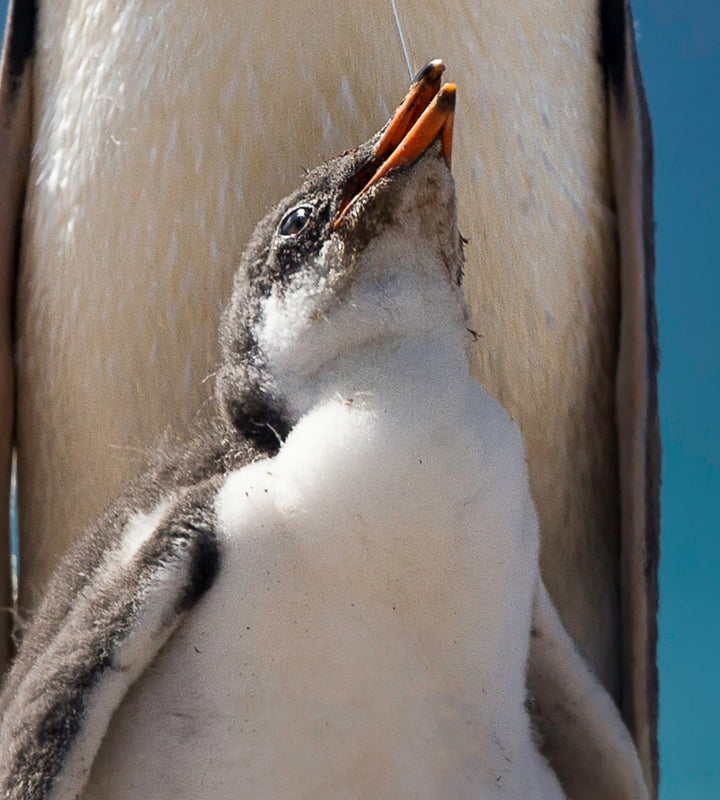 Ljuddämpande tavla - Penguin