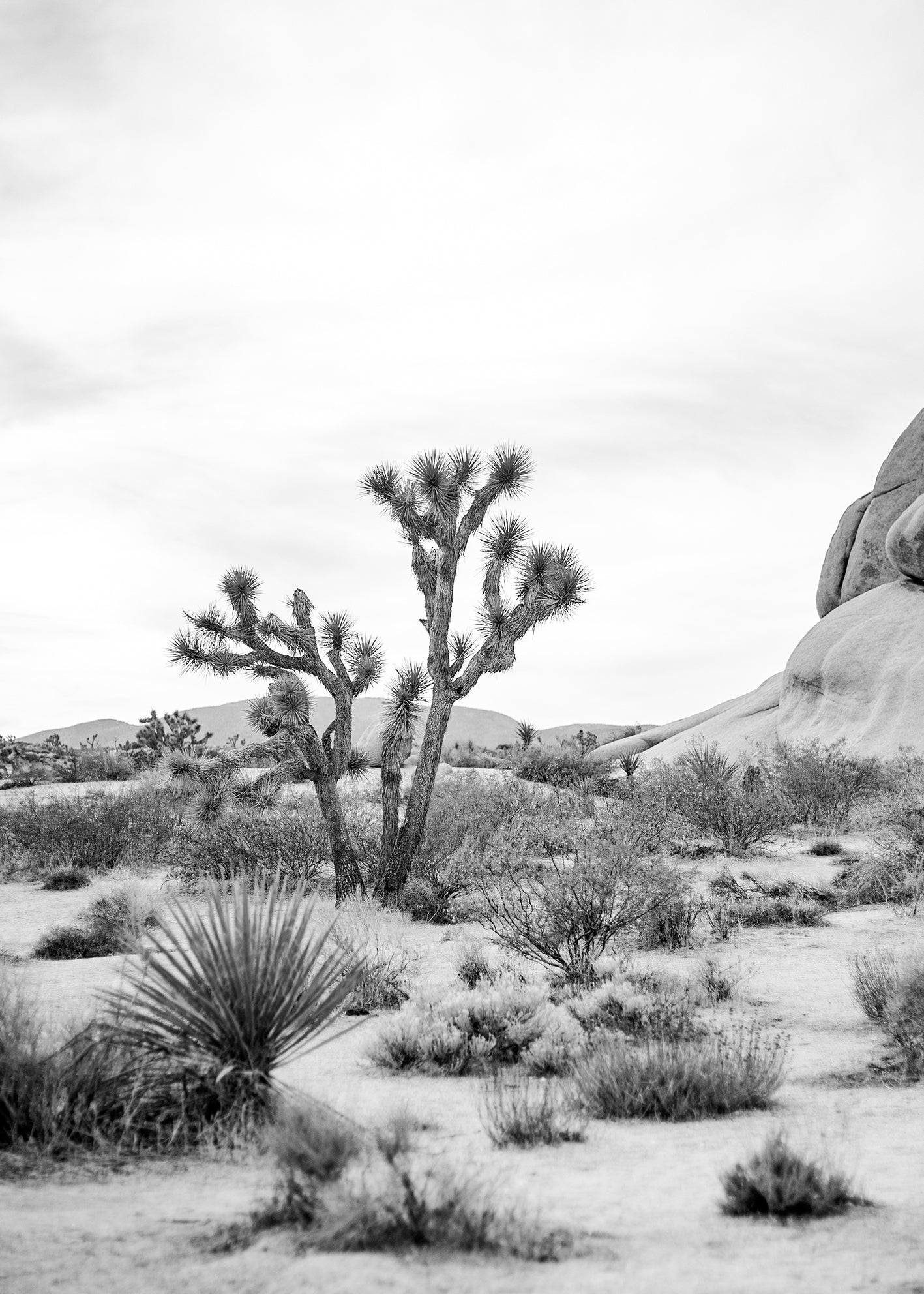 Ljuddämpande tavla - Joshua Tree