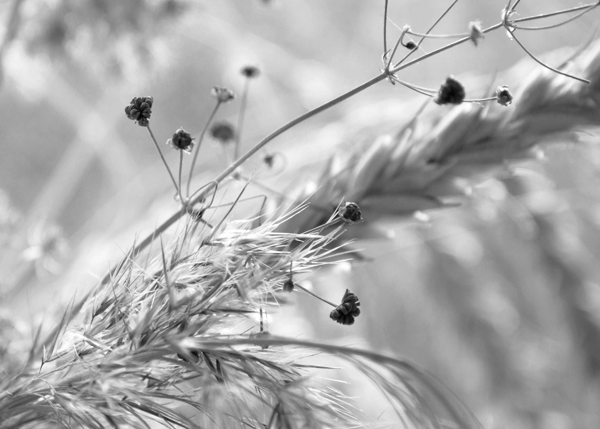 Canvastavla - Wild Carrot (100x150cm)