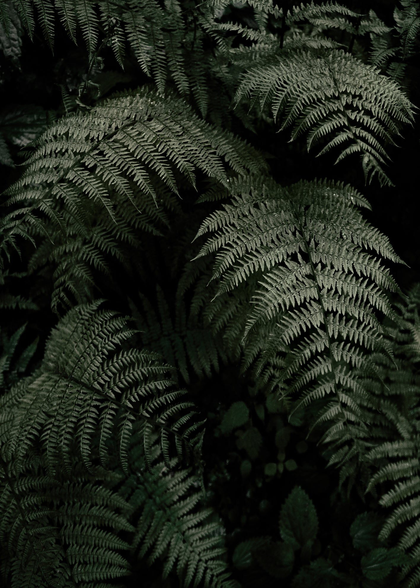 Canvastavla - Fern Forest