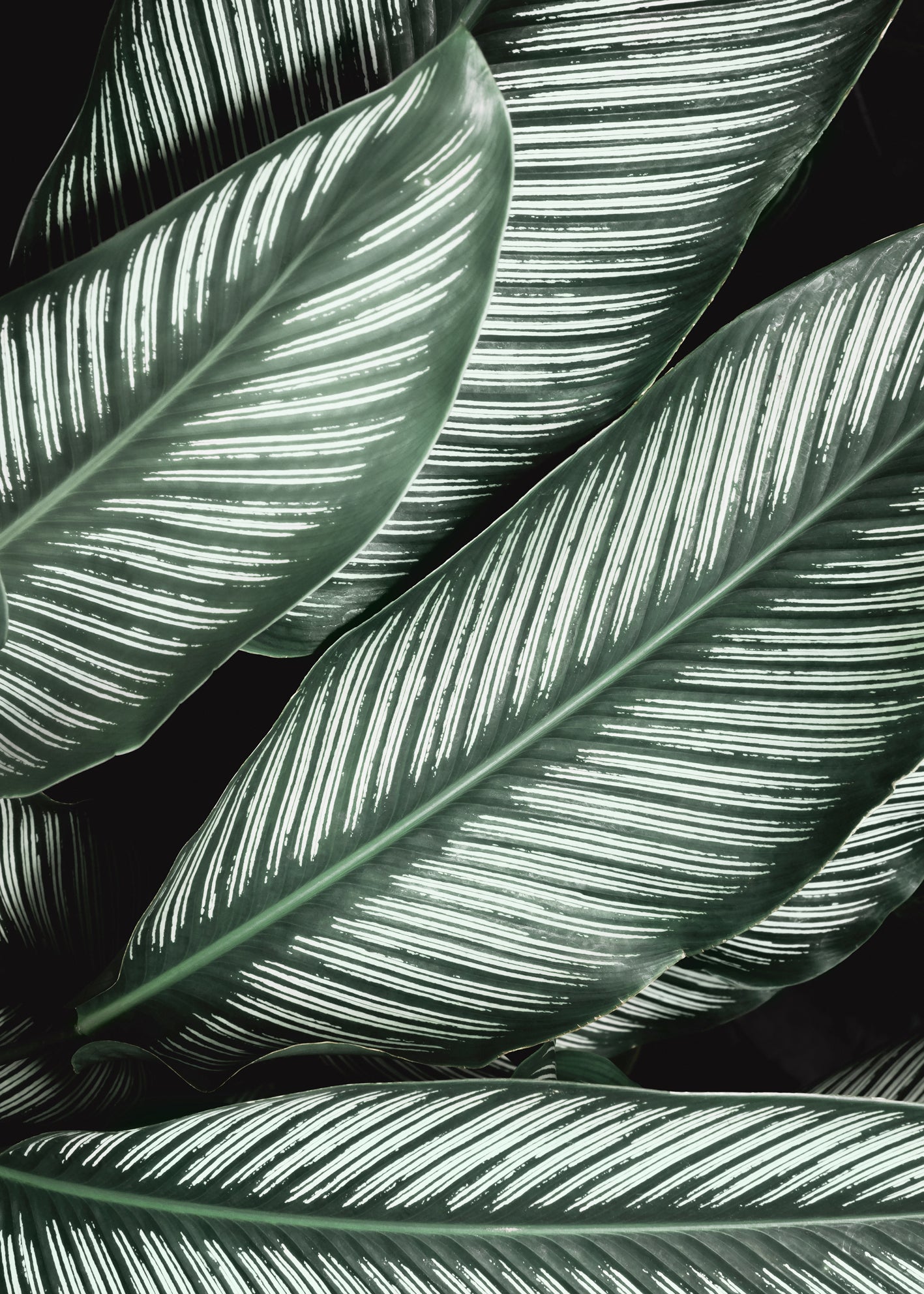 Canvastavla - Green Leaf