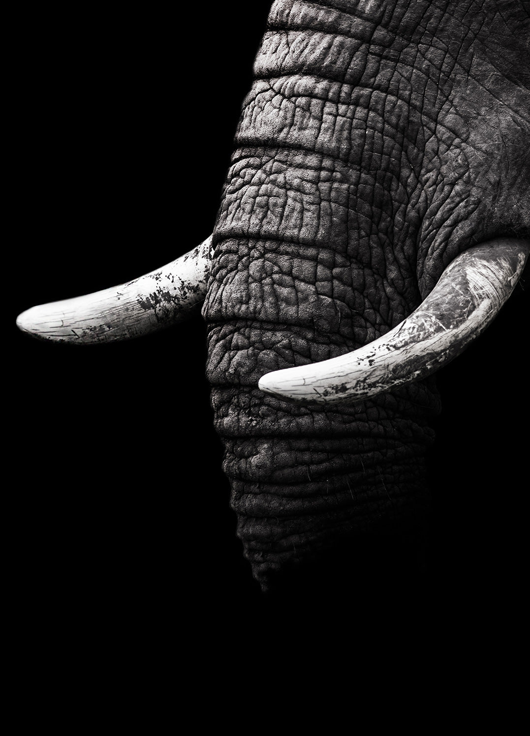Canvastavla - The White Elephant