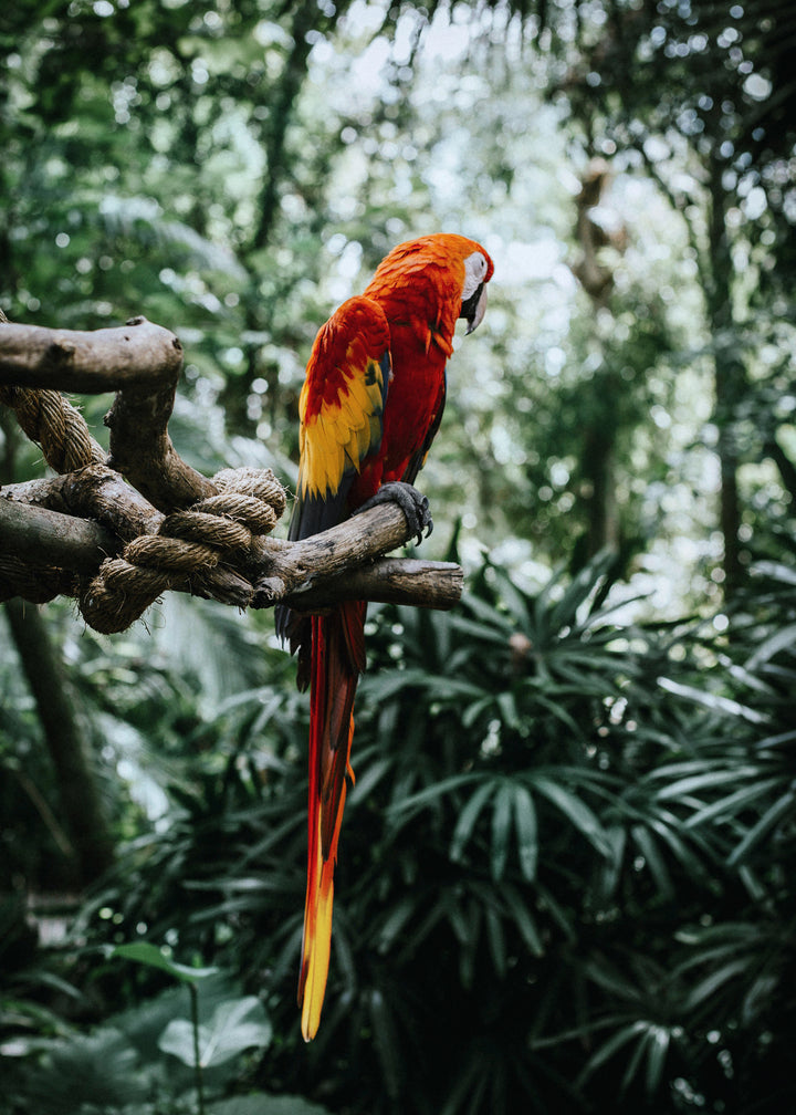 Canvastavla - Parrot (100X150)