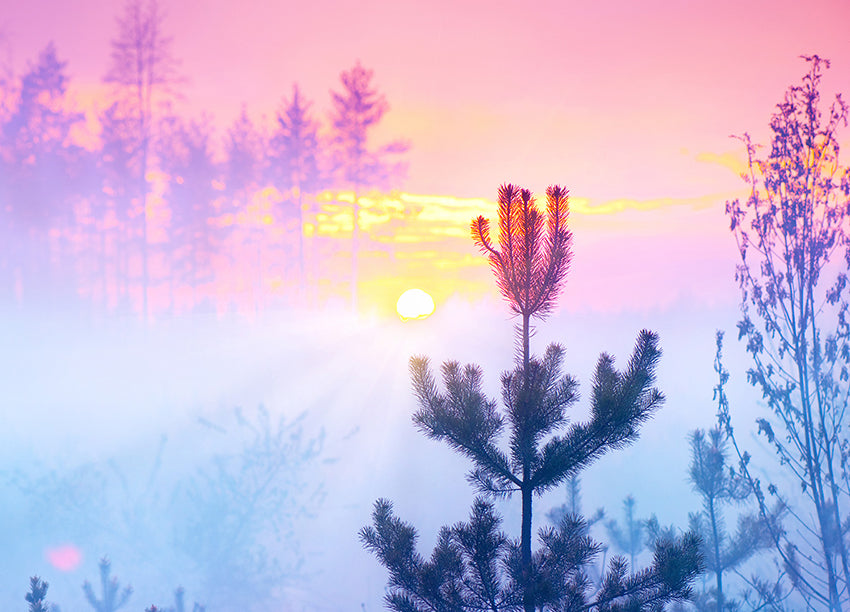 Canvastavla - Sunrise in Forest (70x100)