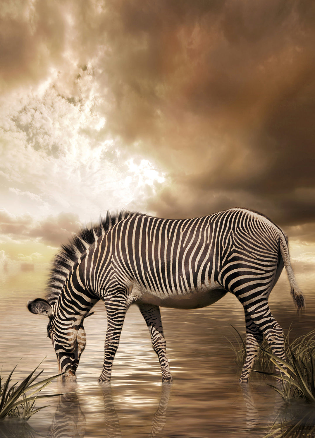 Canvastavla - Zebra (70x100)