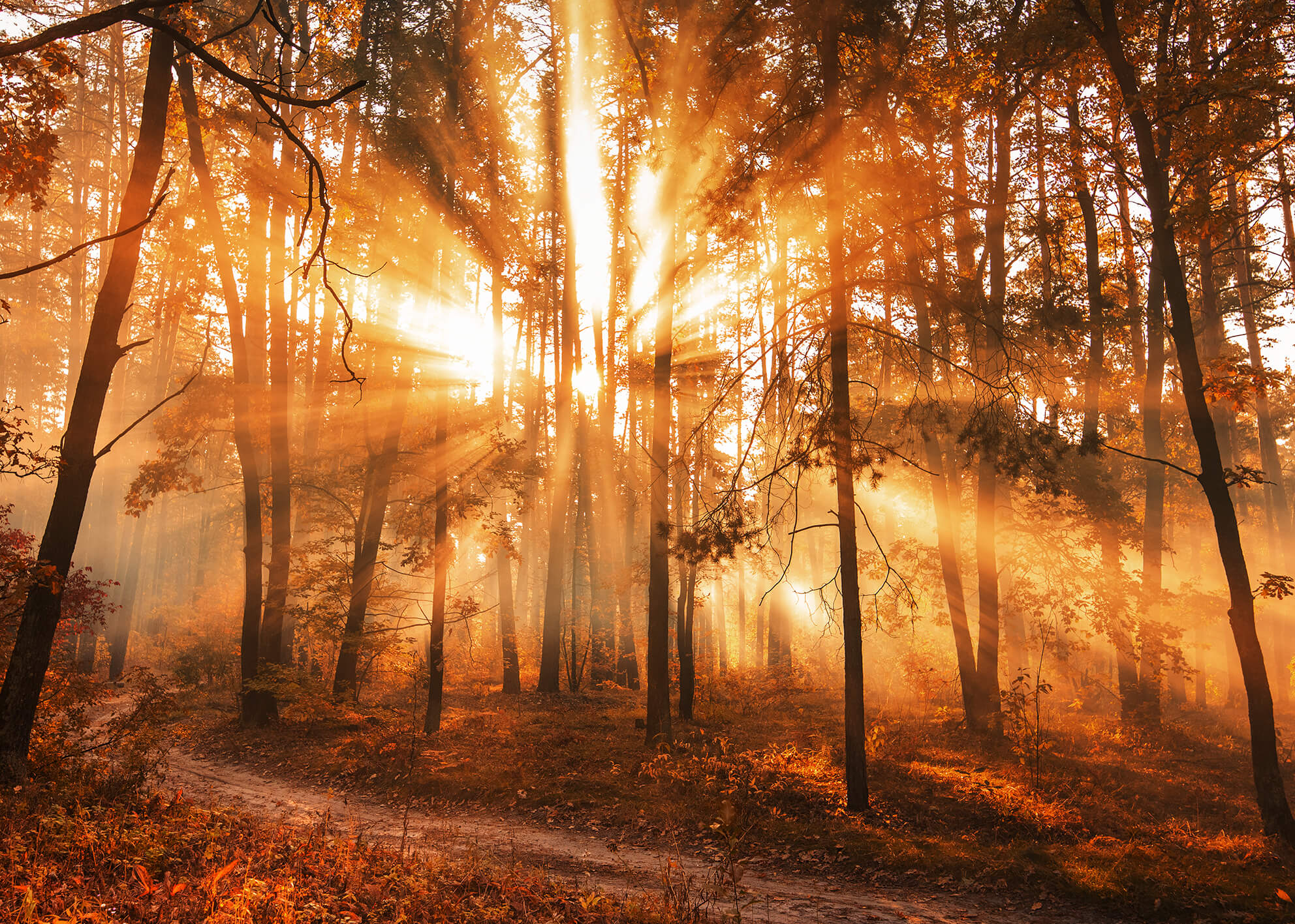 Canvastavla - Sunny Forest (50x70)