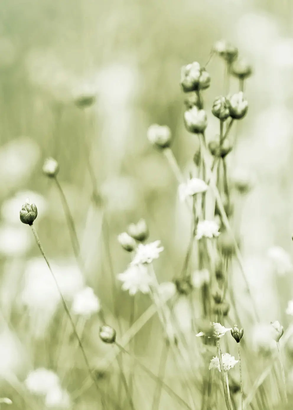 Ljuddämpande tavla - Soft Meadow Bloom