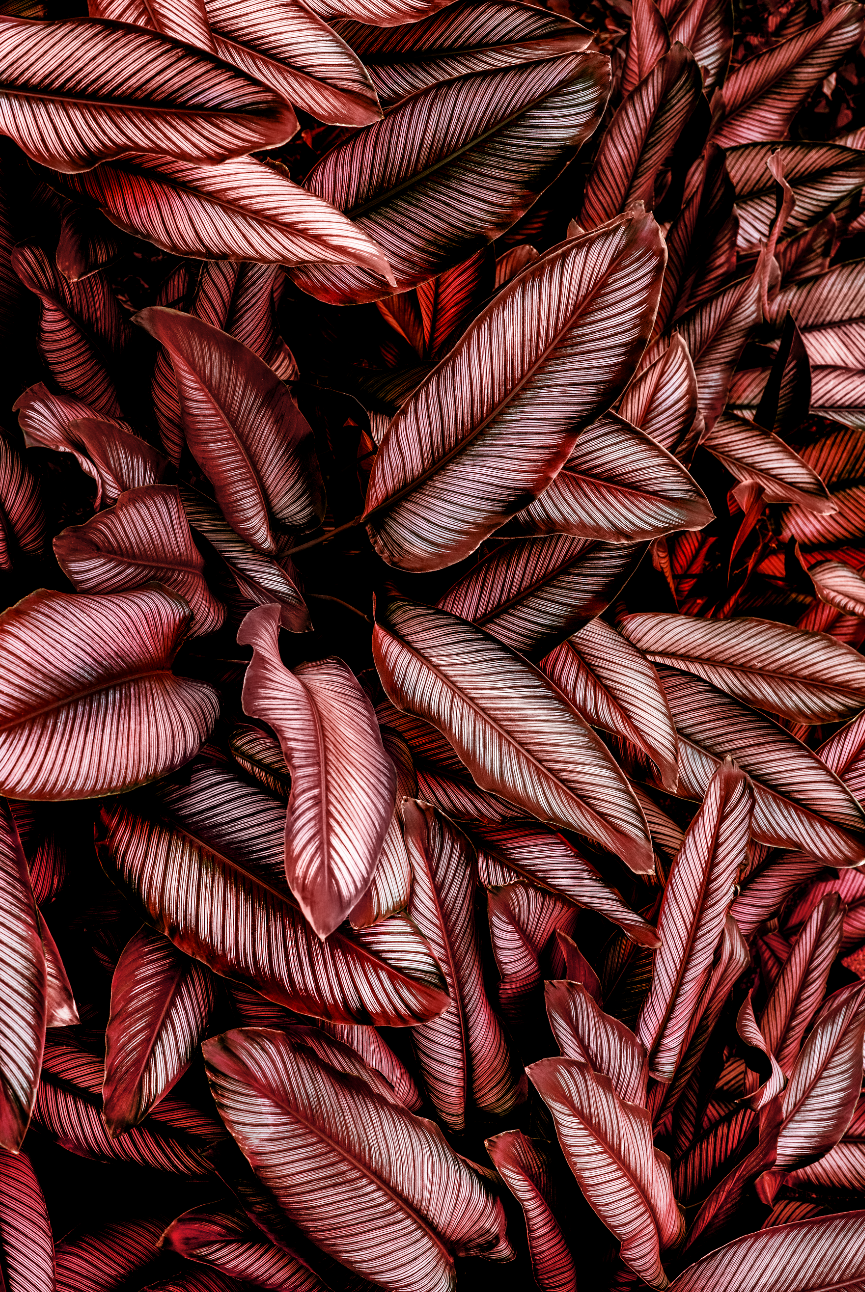 Ljuddämpande tavla - Tropical Leaves