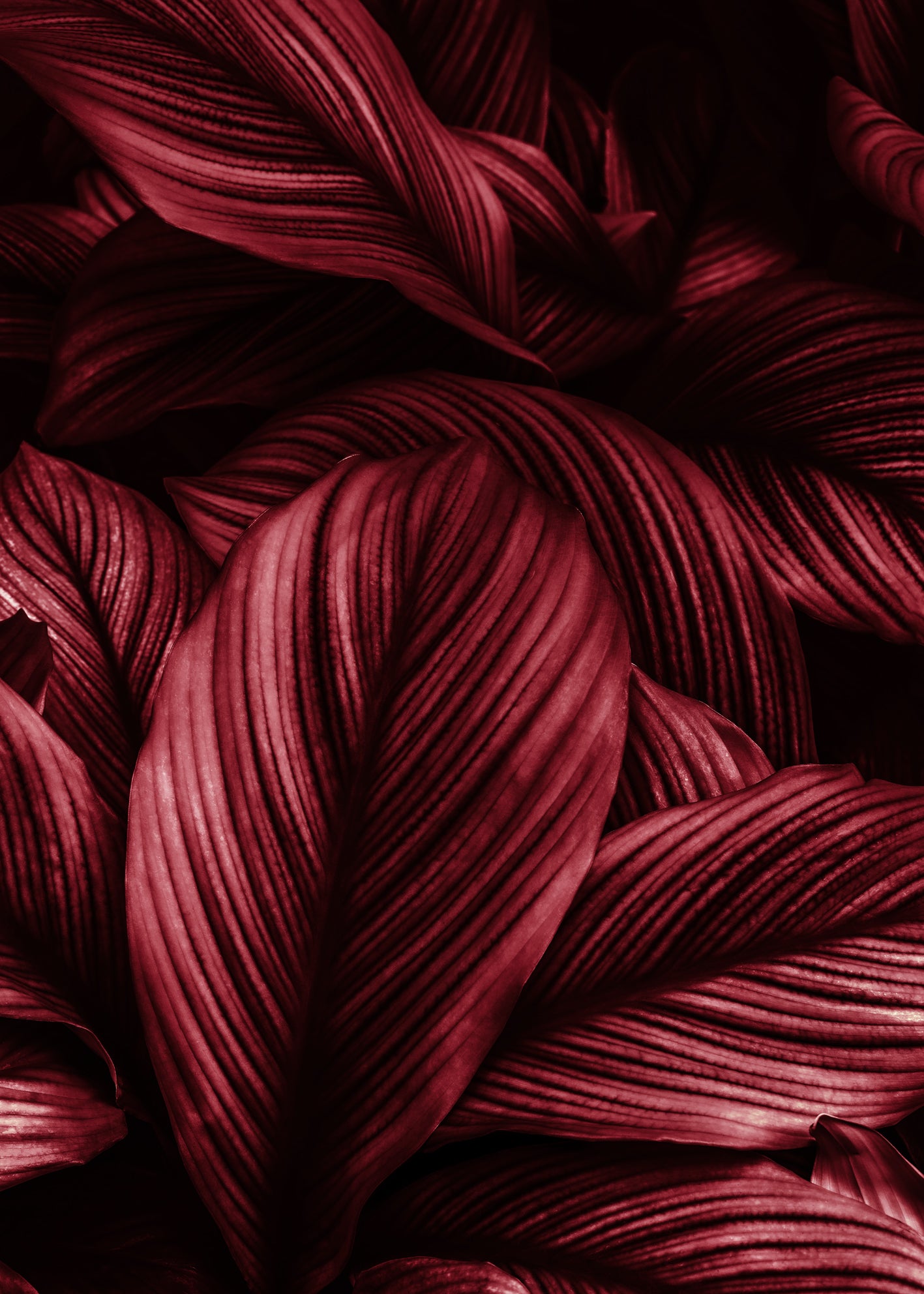 Canvastavla - Viva Magenta Leaf
