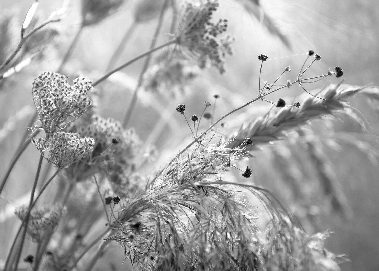 Canvastavla - Wild Carrot