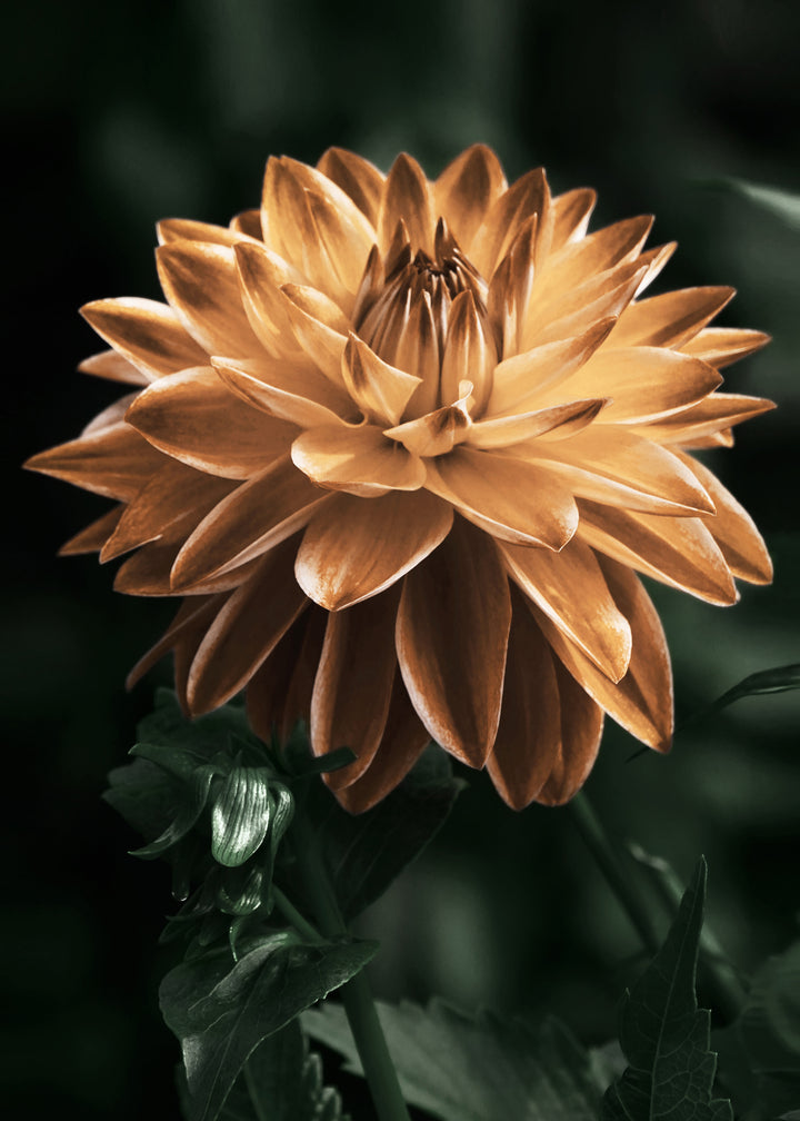 Canvastavla - Dahlia flower