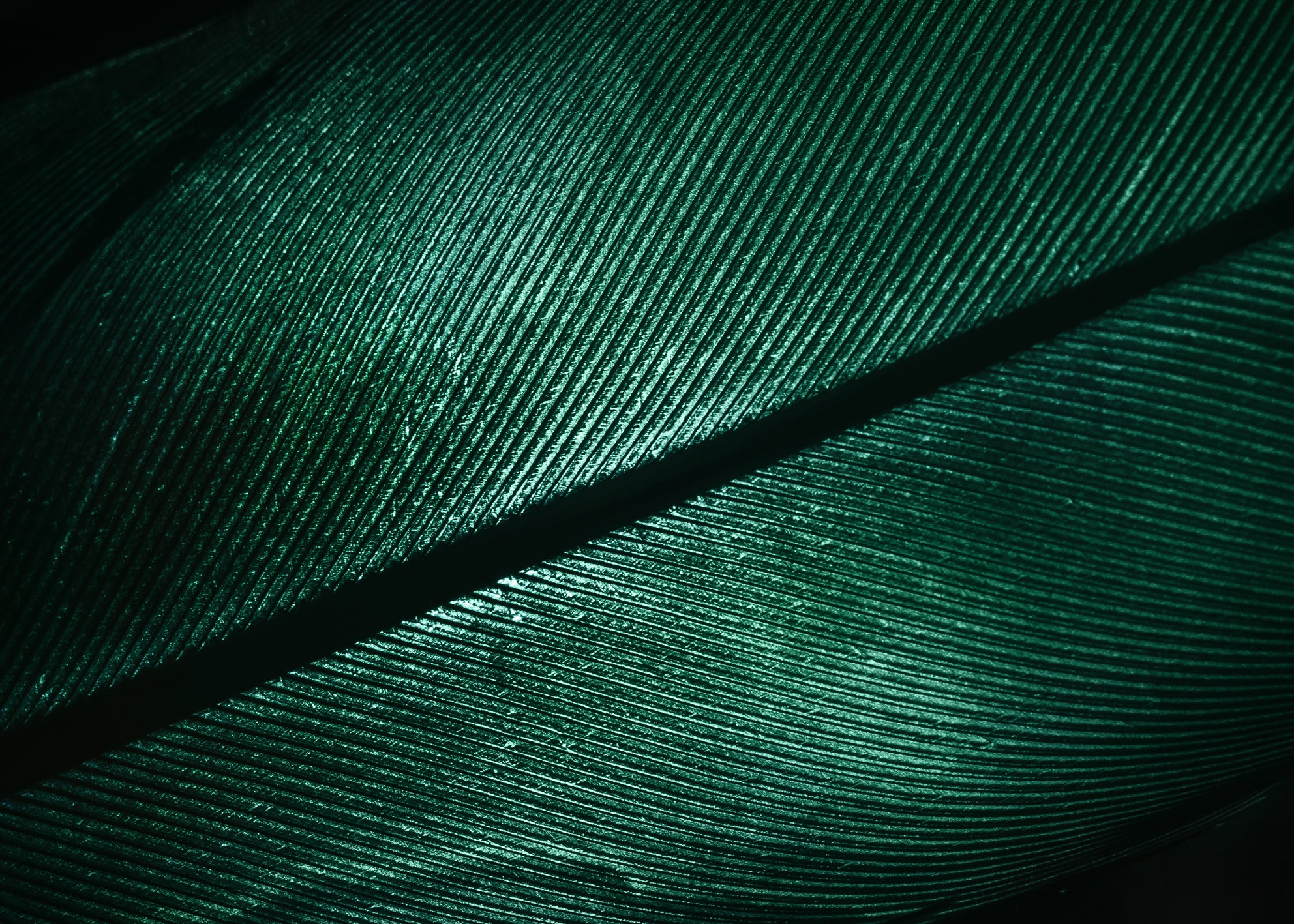 Canvastavla - Green Feather