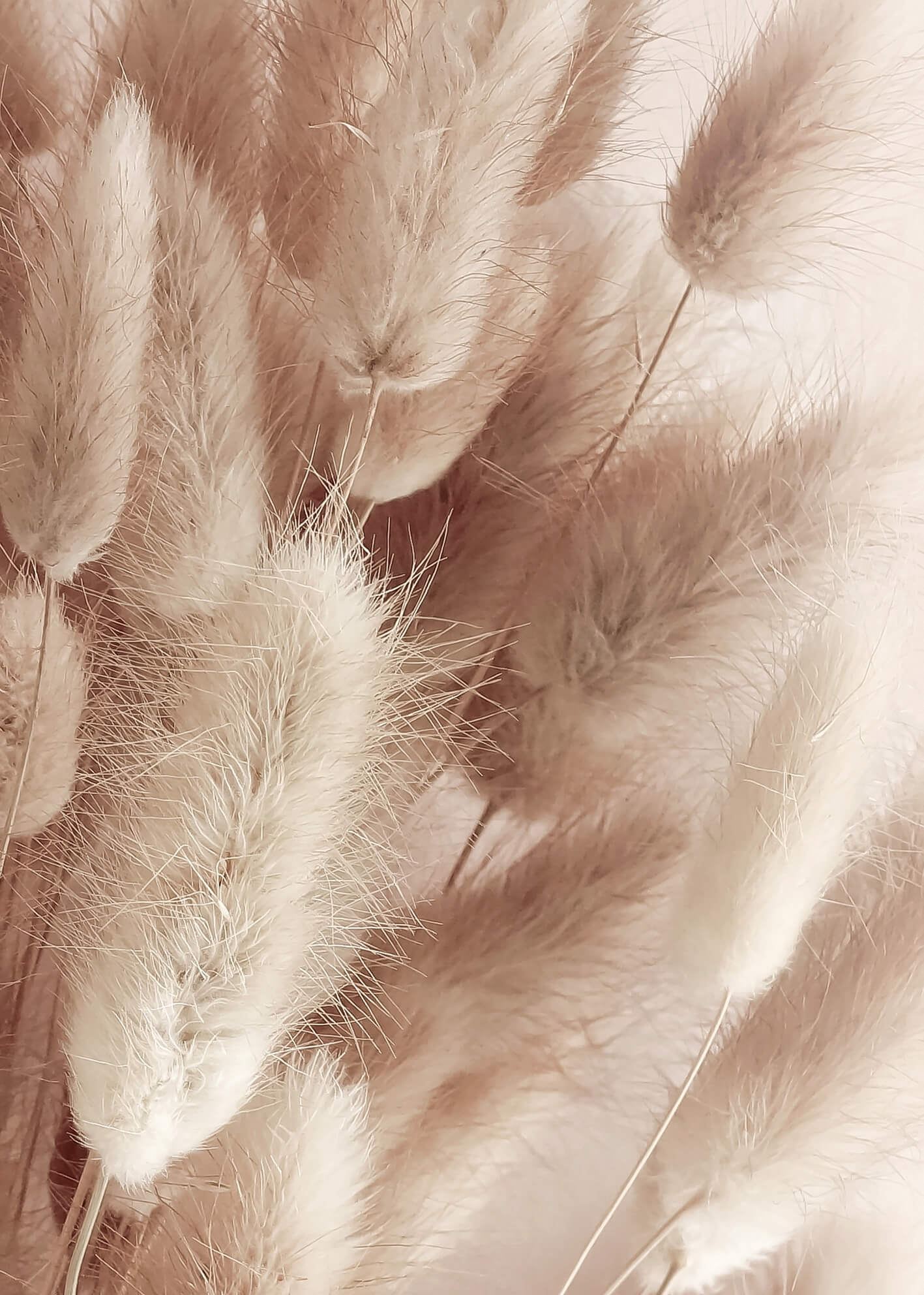 Canvastavla - Soft Pampas No1