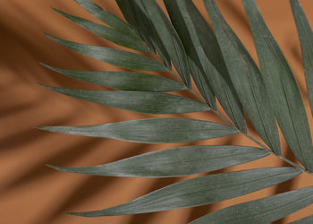 Ljuddämpande tavla - Palm Shadows