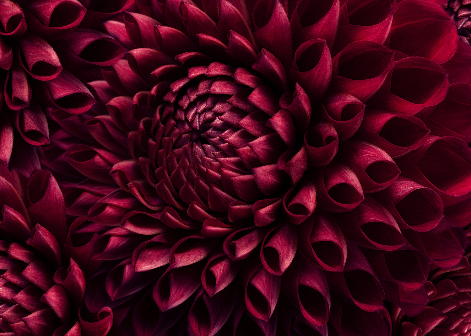 Canvastavla - Dahila Viva Magenta
